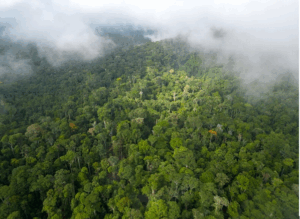 From Emissions to Assets: How Carbon Credits Are Creating New Wealth screenshot 2025 11 27 174242